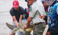 Research Paves Way For Turtle Protection Plan
