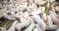 Minnesota Pork seeks communications coordinator