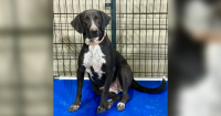 Pets of the Week – Meet Patti & Austin