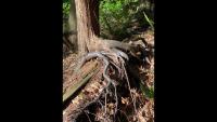 Reader view: Why Edmonds needs its (tree) roots