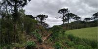 Brazil reduces fragmented native vegetation area by 43% over 38 years