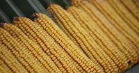 Virginia corn harvest exceeds expectations despite drought