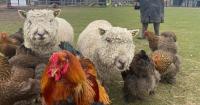 Farming family with 100 animals faces homelessness after council rejects plan