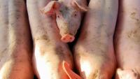 US Swine Health Improvement Plan Act introduced in House