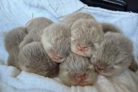North Carolina Aquarium at Fort Fisher welcomes five Asian small-clawed otter pups