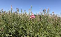Agriculture UI Extension research shows sainfoin outyields alfalfa in Idaho trial Oct 29, 2026