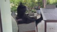 Chillest Bear In The World Kicks Back With Her Cub On North Carolina Porch