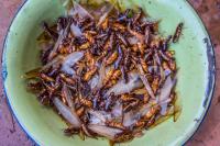 Zambia’s edible insect tradition offers a potential boost to food security