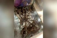 Man arrested for allegedly smuggling 30 baby crocodiles on Egyptian train
