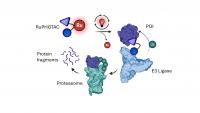Researchers Create Light-Activated Cages for ‘Protein Killer’ Molecules