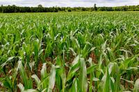 Virginia corn harvest exceeding expectations after drought-stressed start