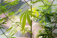 Federal Ban on Synthetic Hemp Cannabinoids Takes Effect Nov. 12