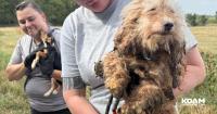 170 rescued animals from Lawrence County will stay in Humane Society care