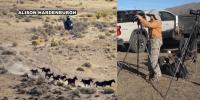 Advocates, wildlife board member offer different views on wild horse roundup north of Reno