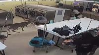 Panicked Buck Railroads A Pedestrian, Smashes Through Window & Wreaks Havoc In North Carolina Laundromat
