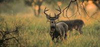 Texas Deer, Turkey and Quail Seasons Open Soon With Strong Forecasts
