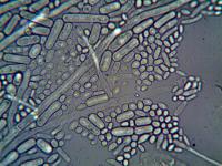Wisconsin Rivers Near Dairy Farms Run 9 Times Higher in Drug-Resistant Bacteria