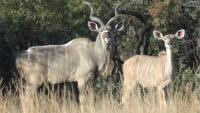 Two Kudu Test Positive for Foot-and-Mouth Disease at South Africa's Addo Park as More Than 418,000 Farm Animals Are Vaccinated Nearby
