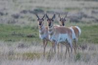 Hot, Dry Fall Fuels EHD and Bluetongue Deaths in South-Central Montana Deer and Pronghorn as Rifle Season Opens