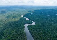 Private sector plans new fund to help protect Guyana’s forests
