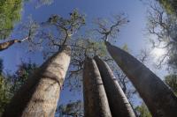Criminal Probe Launched in South Africa Over Contraband Baobabs Bound for Georgia