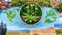 Scientists tracked 360 plant plots across 30 sites for five years and found that predictable genetic changes were linked to survival, while erratic changes preceded extinction