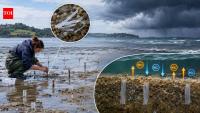 Scientists buried microscopic plastic in a New Zealand harbour to test what happened when a storm hit the seabed