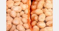 Belarus increases seed potato imports from Germany and the Netherlands