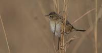 The extremely rare bird species that made British history by breeding in Suffolk