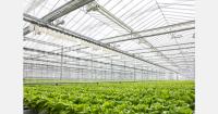Managing year-round hydroponic production in South Florida