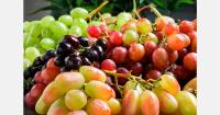 Armenia considers new table grape varieties to meet European demand