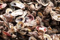 Texas parks department will open 2 of 8 oyster harvest areas in Galveston Bay