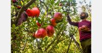 What Kashmir's expanding apple production could mean for India's imports?