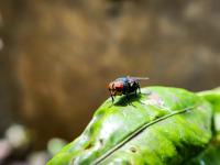 Arizona Confirms First Case of Flesh-Eating Screwworm Parasite as U.S. Outbreak Spreads to Third State