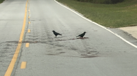 In The Tire Tracks: A North Georgia Roadkill Story