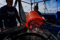 Hope floats on Louisiana’s shrimp boats, despite dire economic times
