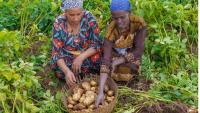 Africa-based agricultural initiative creates global template
