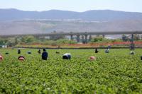 Agricultural Groups Warn Immigration Enforcement Is Disrupting Food Production