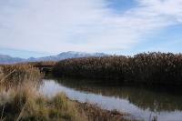 Church of Jesus Christ donates $3M to Utah’s effort to remove phragmites along Great Salt Lake