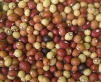To help farmers in Southern Africa, scientists predict when to plant native nuts
