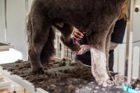 What does better animal welfare look like in your business?