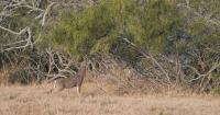 The Rut Science Whitetail Hunters Ignore Every Fall