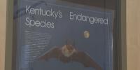 Bat Week highlights furry fliers’ importance to Kentucky