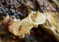 Costa Rica’s Native Stingless Bees at Center of Supreme Court Fight