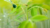 Report: Global Biocontrol Market to Reach USD 15 Billion by 2032