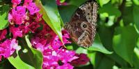 Springs Preserve unveils holiday events, exhibits, free admission deals in Las Vegas
