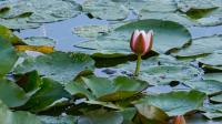 Giant waterlily discovered in Colombia may have just 30 to 50 plants left in the wild