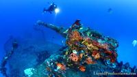 Toxic fuel in Micronesia's WWII shipwrecks harbors bacteria that could help fight oil pollution