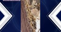 Arizona rain brings surge in termites, crawling insects