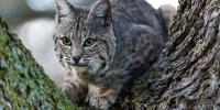 Vt. Fish and Wildlife Board votes to consider longer bobcat trapping season
